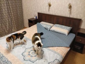 Спальня Шерлок орех шоколадный орех шоколадный в Екатеринбурге - ok-mebel.com | фото 4